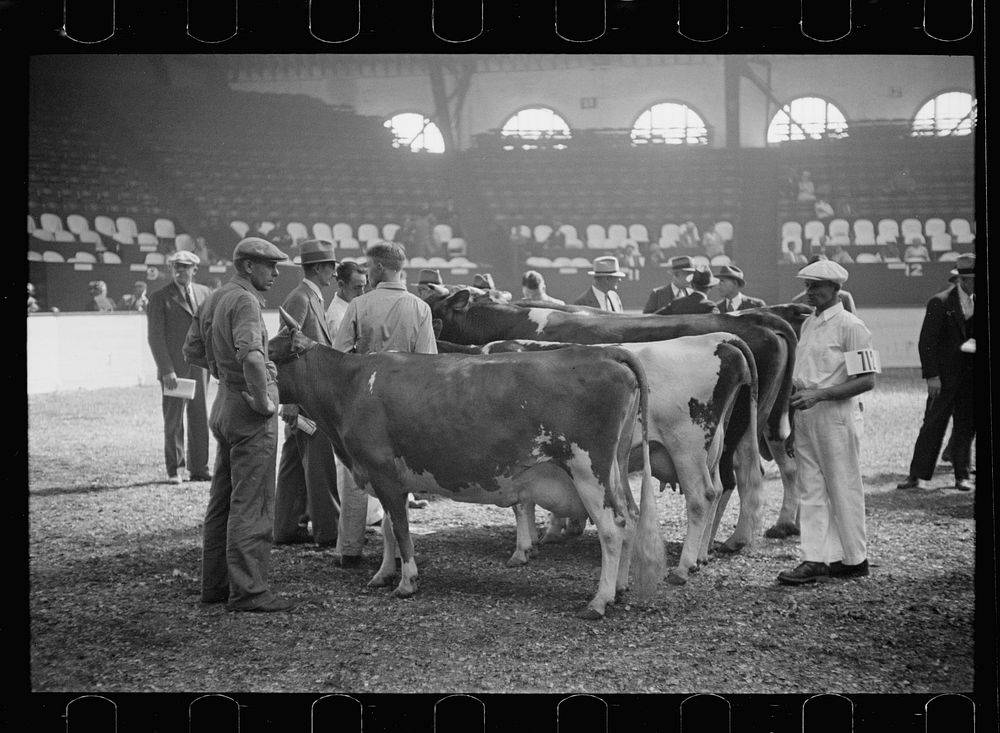 [Untitled photo, possibly related to: Cattle judging contest at the Eastern State Fair, Springfield, Massachusetts]. Sourced…