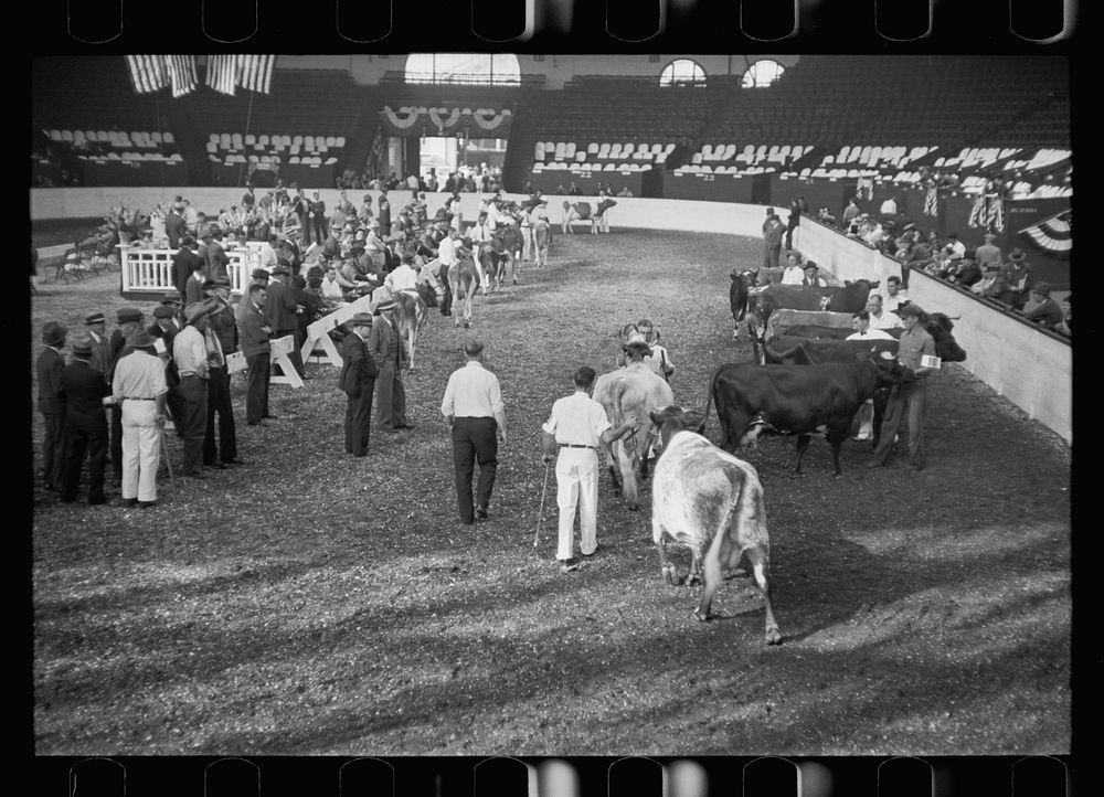 [Untitled photo, possibly related to: Cattle experts at the stock show, Eastern States Fair, Springfield, Massachusetts].…