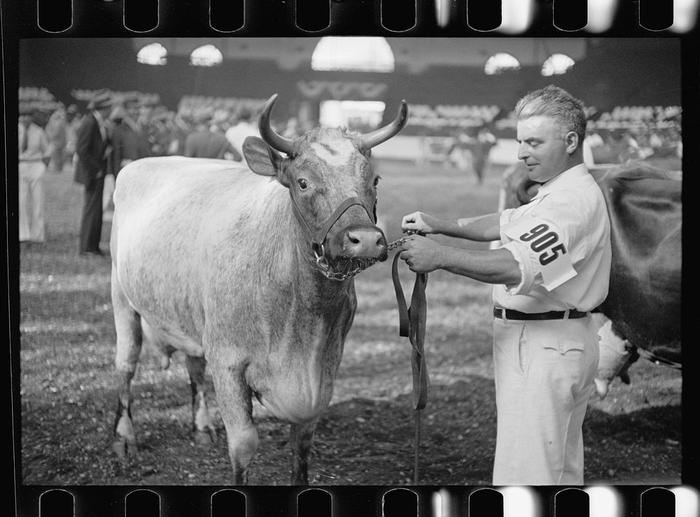 Cattle judging contest at the Eastern State Fair, Springfield, Massachusetts. Sourced from the Library of Congress.