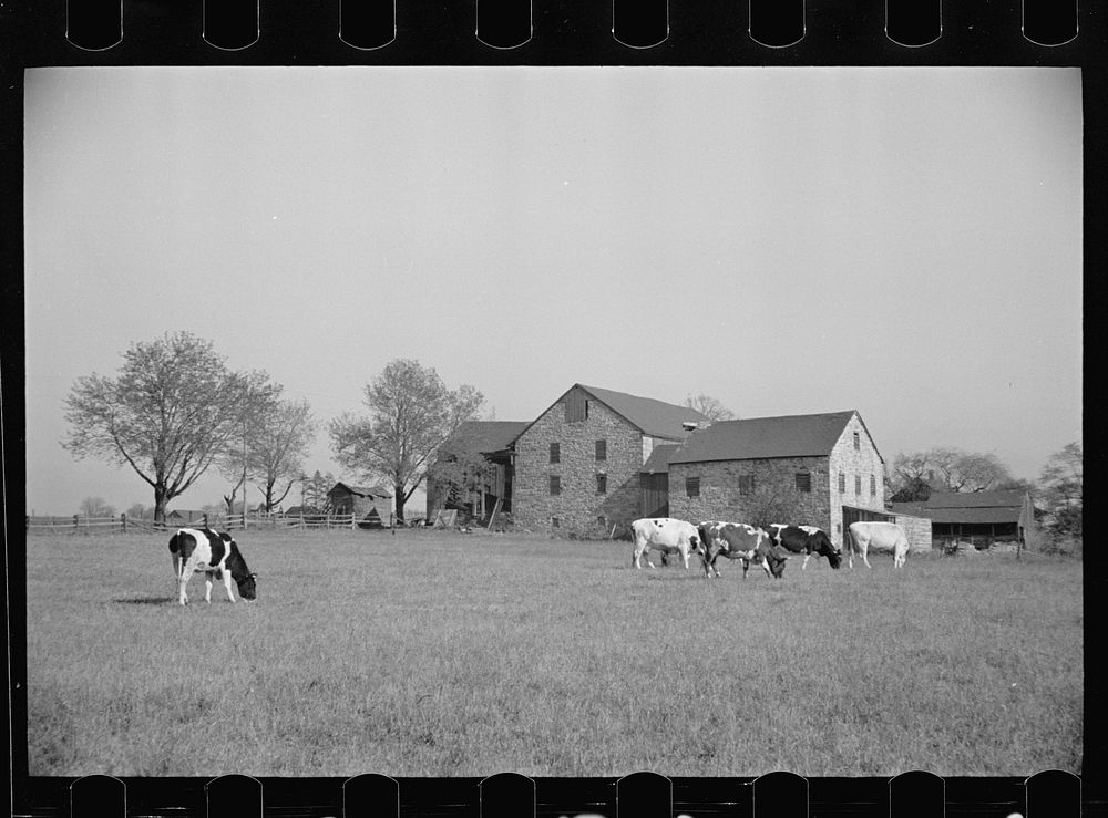 [Untitled photo, possibly related to: Lloyd Kramer farm, Farmersville, Pennsylvania, Northampton farm site]. Sourced from…