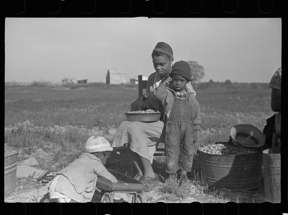 Snapping peanuts, Roanoke Farms, North Carolina. Sourced from the Library of Congress.