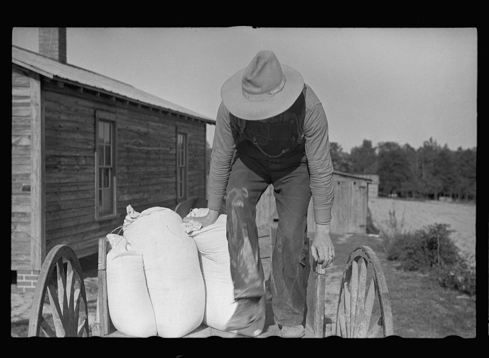 Rehabilitation client coming back from town with wagon load of fertilizer, North Carolina. Sourced from the Library of…