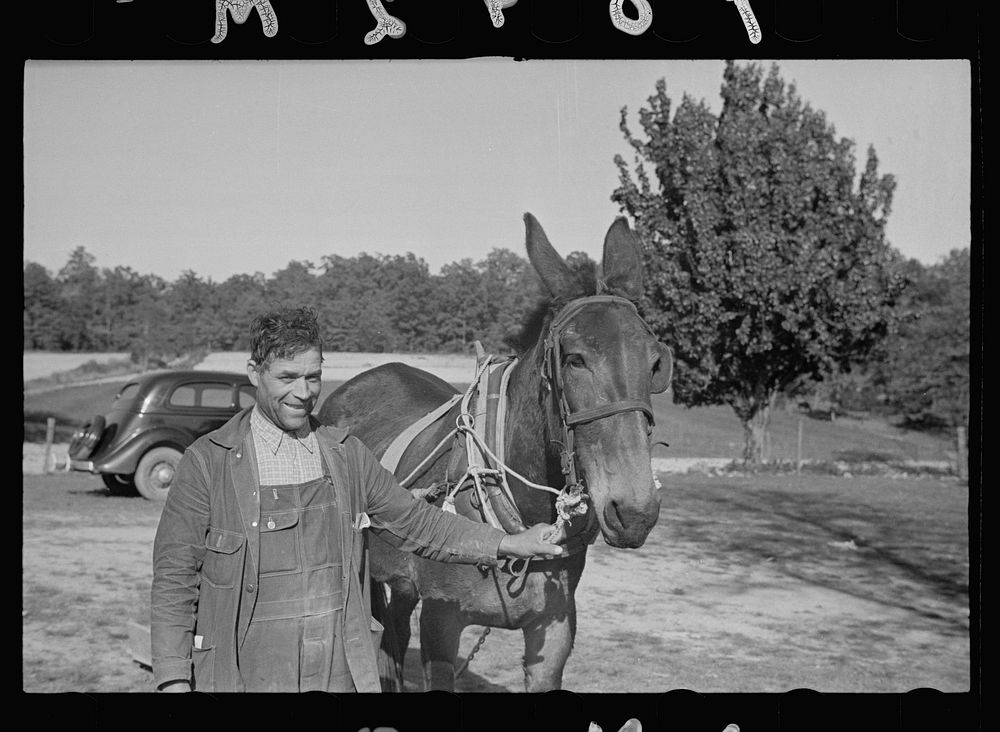Rehabilitation client and mule he bought with loan, Guilford.County, North Carolina. Sourced from the Library of Congress.