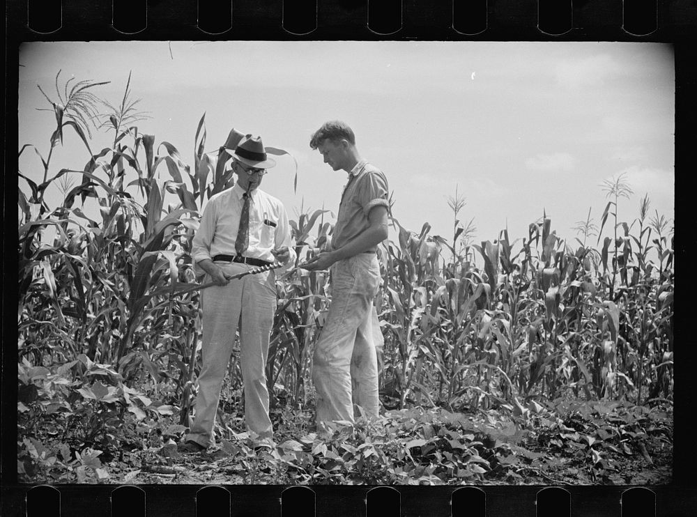 Examining soil in cornfield, Penderlea Homesteads, North Carolina. Sourced from the Library of Congress.