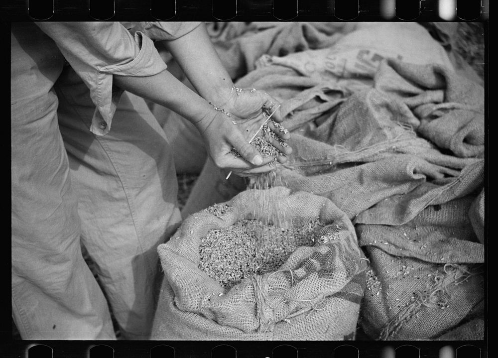 Wheat raised at Tygart Valley Homesteads, West Virginia. Sourced from the Library of Congress.