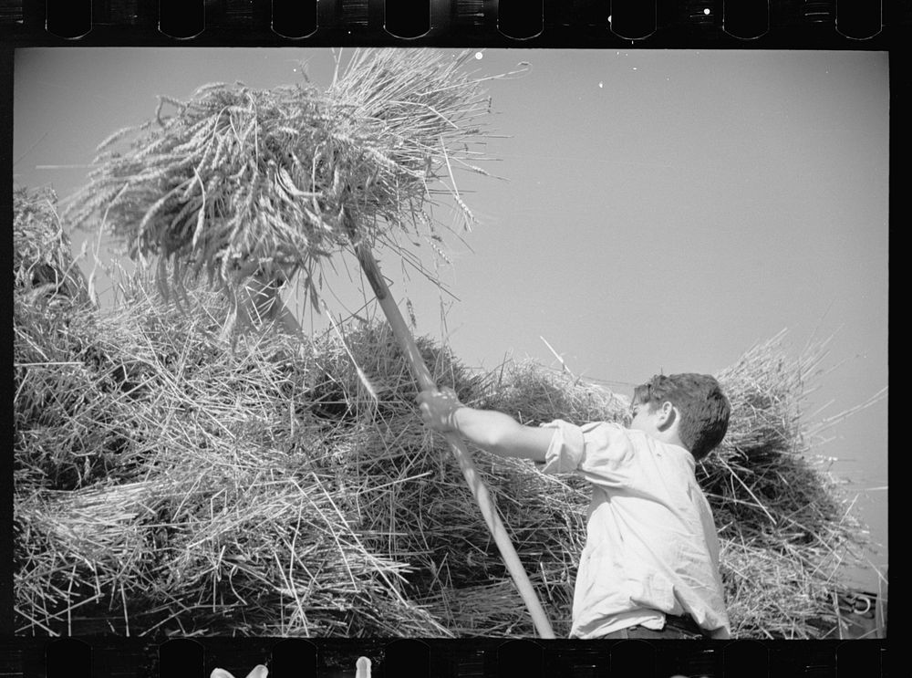 [Untitled photo, possibly related to: Tygart Valley, West Virginia, threshing crew]. Sourced from the Library of Congress.