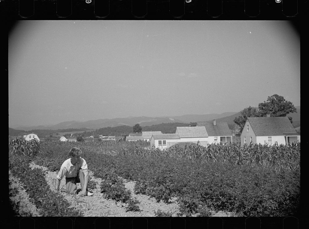 [Untitled photo, possibly related to: Tygart Valley Homesteads, West Virginia]. Sourced from the Library of Congress.