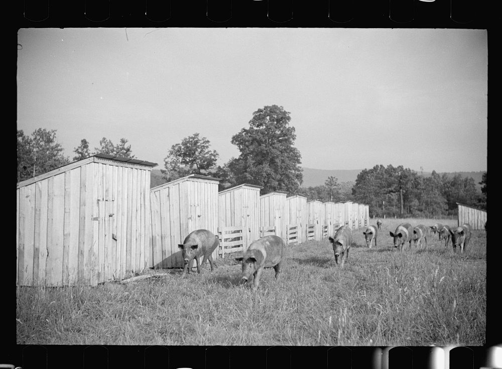 Pigs on farm, Tygart Valley, West Virginia. Sourced from the Library of Congress.