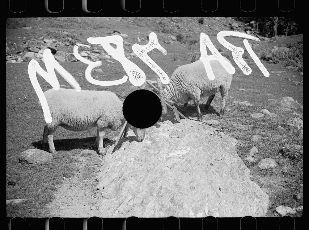 [Untitled photo, possibly related to: Vermont farmer and sheep near North Troy]. Sourced from the Library of Congress.