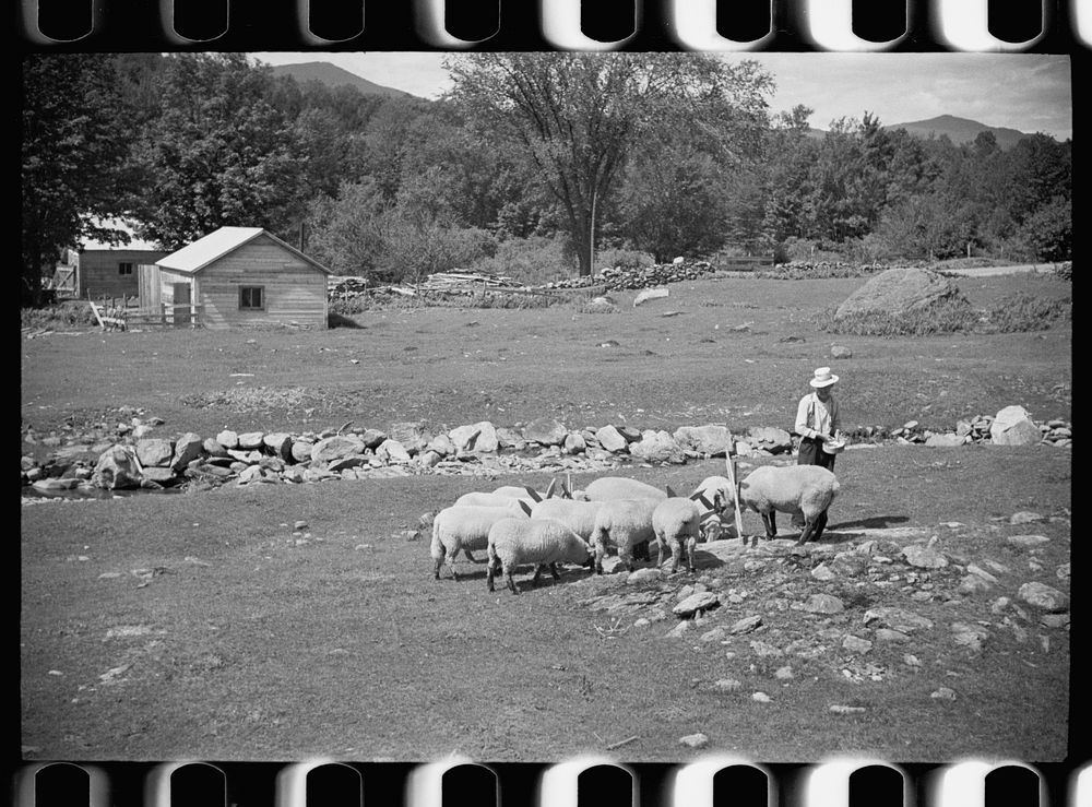 Vermont farmer and sheep near North Troy. Sourced from the Library of Congress.
