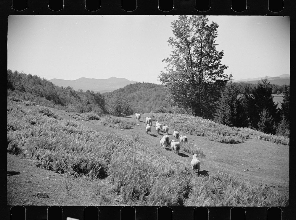 Vermont sheep farm scene. Sourced from the Library of Congress.