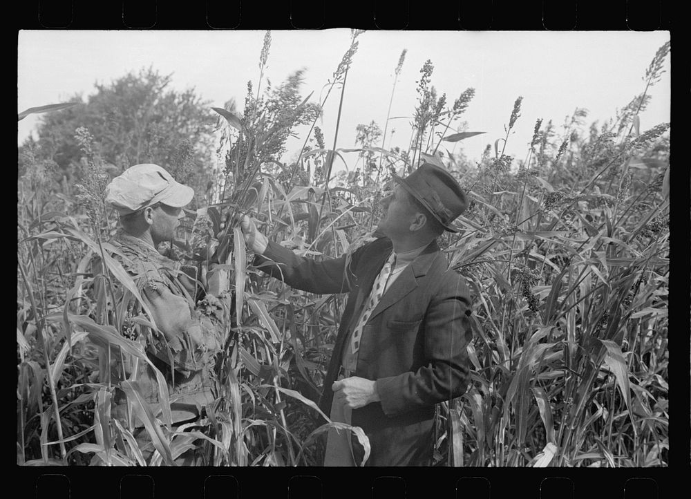 [Untitled photo, possibly related to: Reaching for tobacco, Coffey County, Kansas]. Sourced from the Library of Congress.