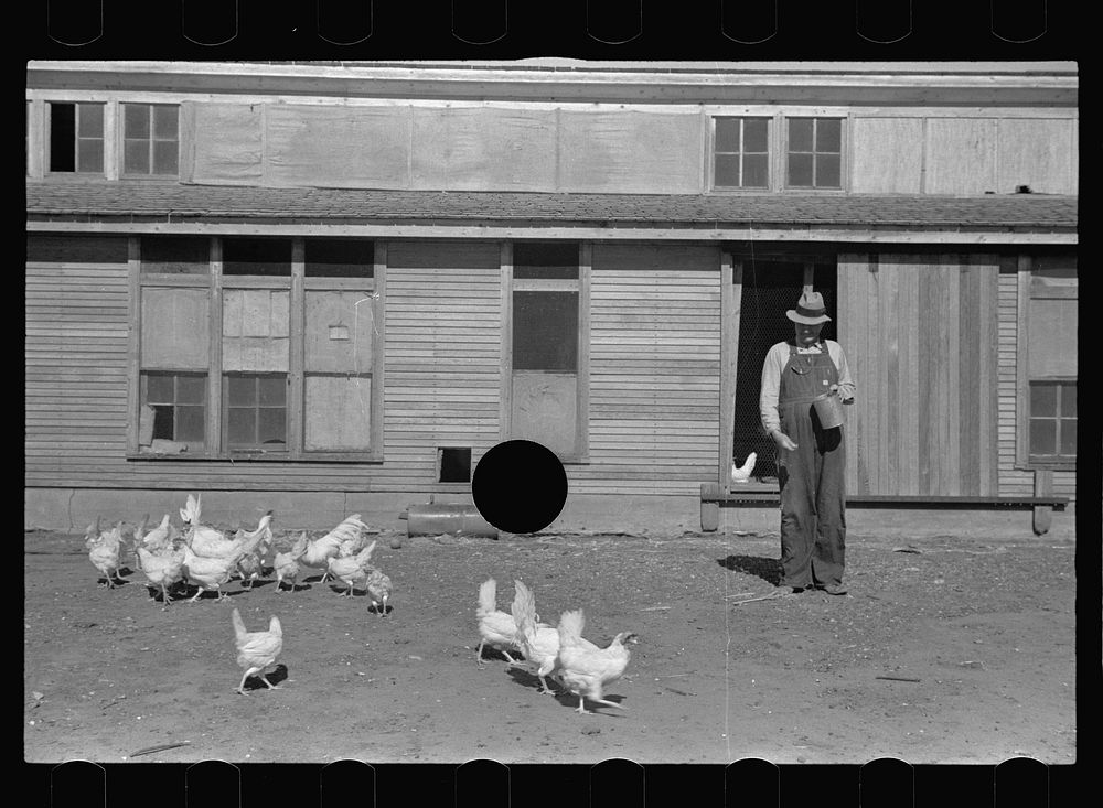 [Untitled photo, possibly related to: Rehabilitation client feeding chickens. Ottawa County, Kansas]. Sourced from the…