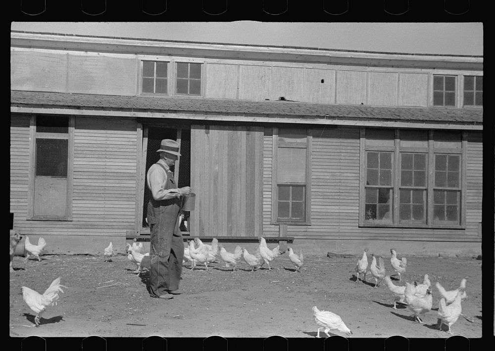 Rehabilitation client feeding chickens. Ottawa County, Kansas. Sourced from the Library of Congress.