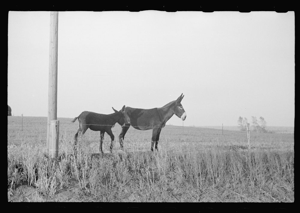 [Untitled photo, possibly related to: Donkeys, Lancaster County, Nebraska]. Sourced from the Library of Congress.
