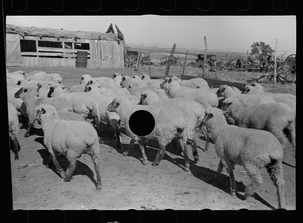 [Untitled photo, possibly related to: Sheep, Ottawa County, Kansas]. Sourced from the Library of Congress.