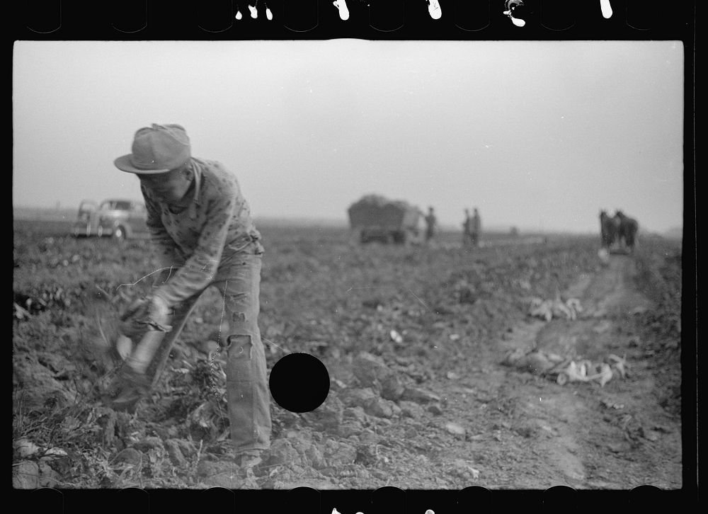 [Untitled photo, possibly related to: Loading truck with topped sugar beet, Lincoln County, Nebraska]. Sourced from the…