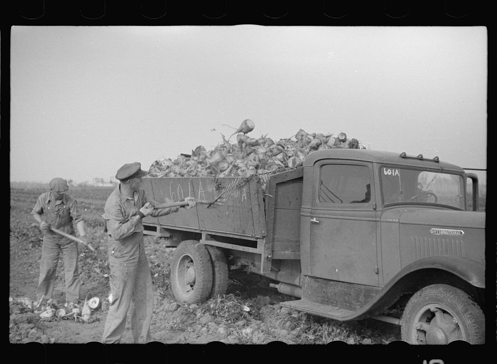 Loading truck with topped sugar beet, Lincoln County, Nebraska. Sourced from the Library of Congress.