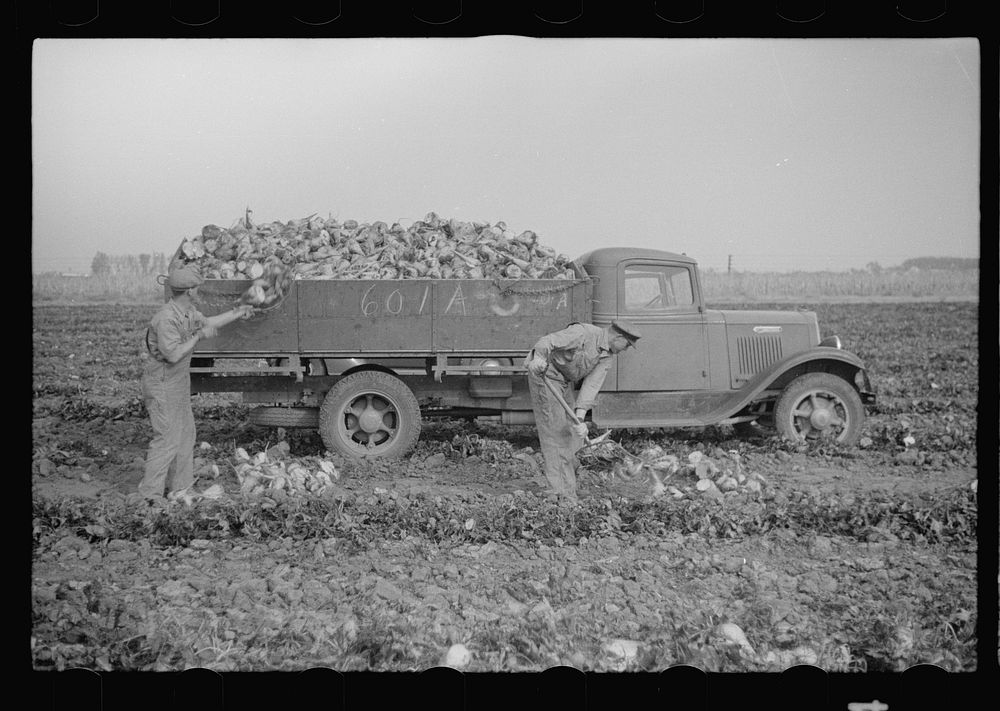 Loading truck with topped sugar beet, Lincoln County, Nebraska. Sourced from the Library of Congress.