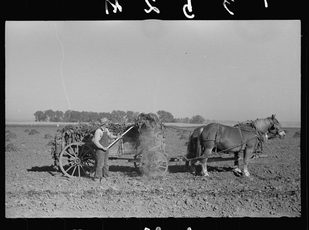[Untitled photo, possibly related to: Using a power rake in the alfalfa fields, Dawson County, Nebraska]. Sourced from the…