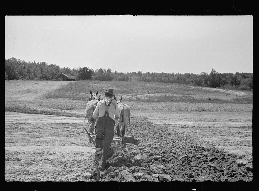 Plowing, North Carolina. Sourced from the Library of Congress.