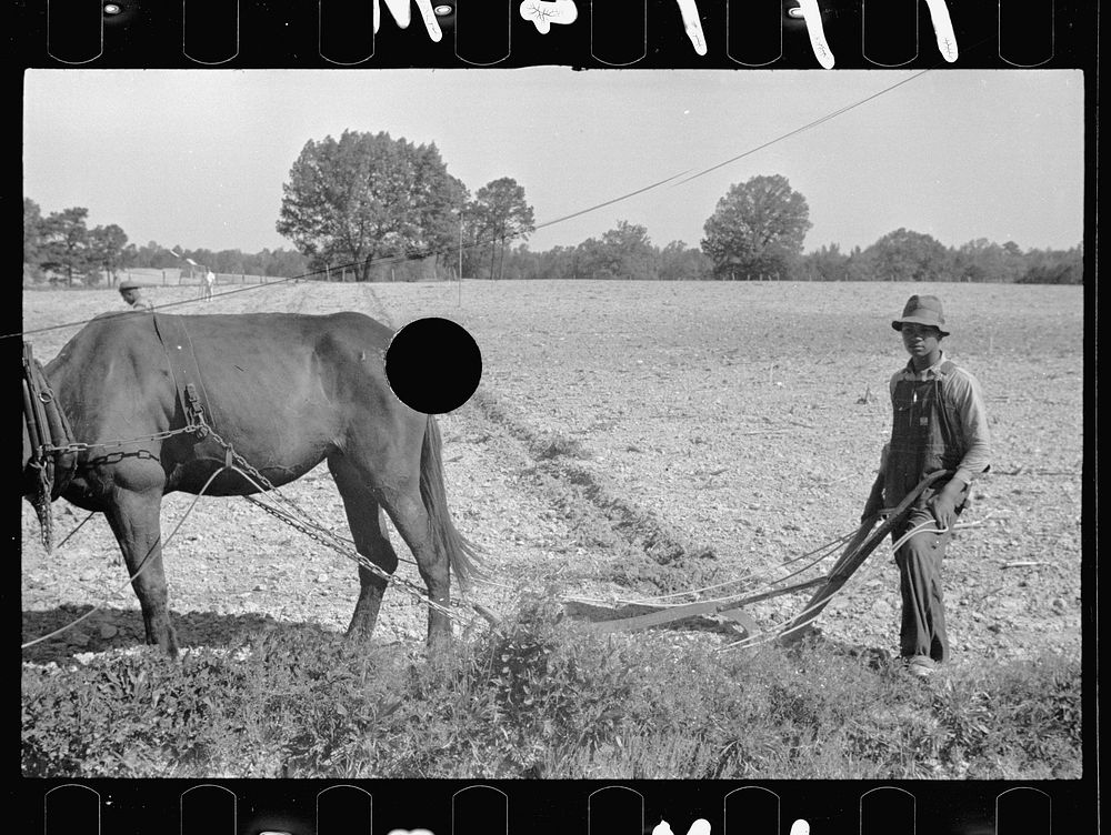 [Untitled photo, possibly related to Roanoke farms, Enfield, North Carolina]. Sourced from the Library of Congress.