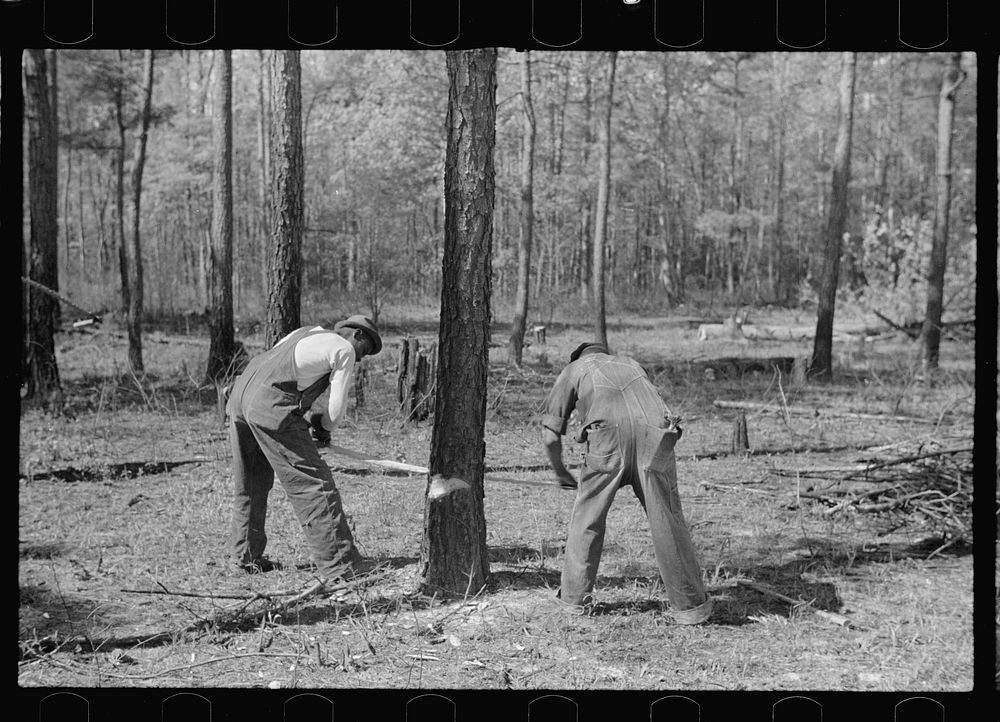 Land clearing on Roanoke Farms Project, North Carolina. Sourced from the Library of Congress.