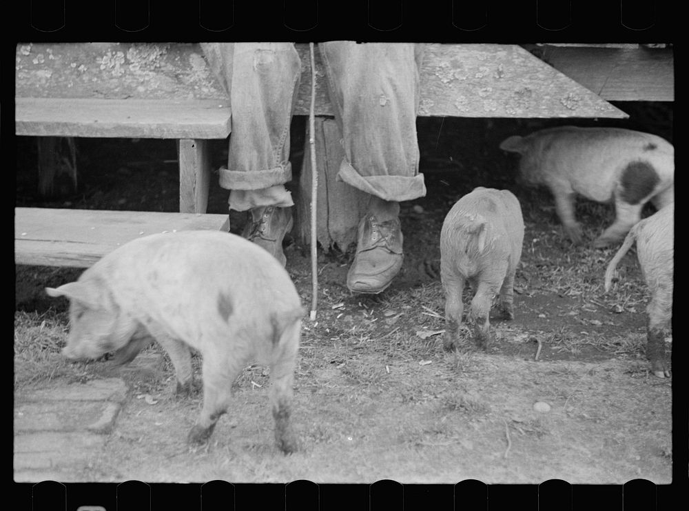 [Untitled photo, possibly related to: North Carolina tenant farmer]. Sourced from the Library of Congress.