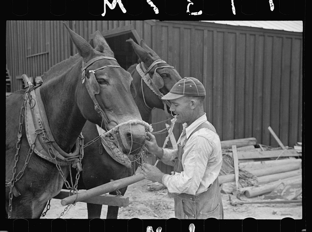 James MacDuffey muzzling mule to prevent it from eating corn in field, Irwinville Farms, Georgia. Sourced from the Library…