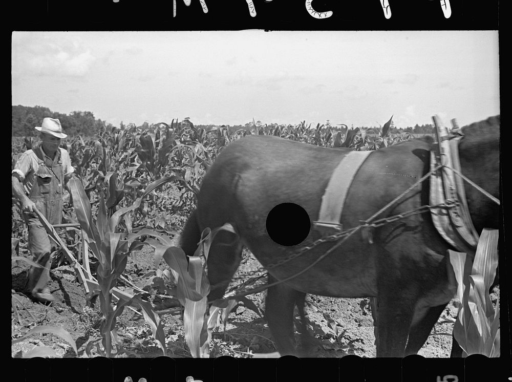 [Untitled photo, possibly related to: James MacDuffey's two-horse farm unit, Irwinville Farms, Georgia]. Sourced from the…