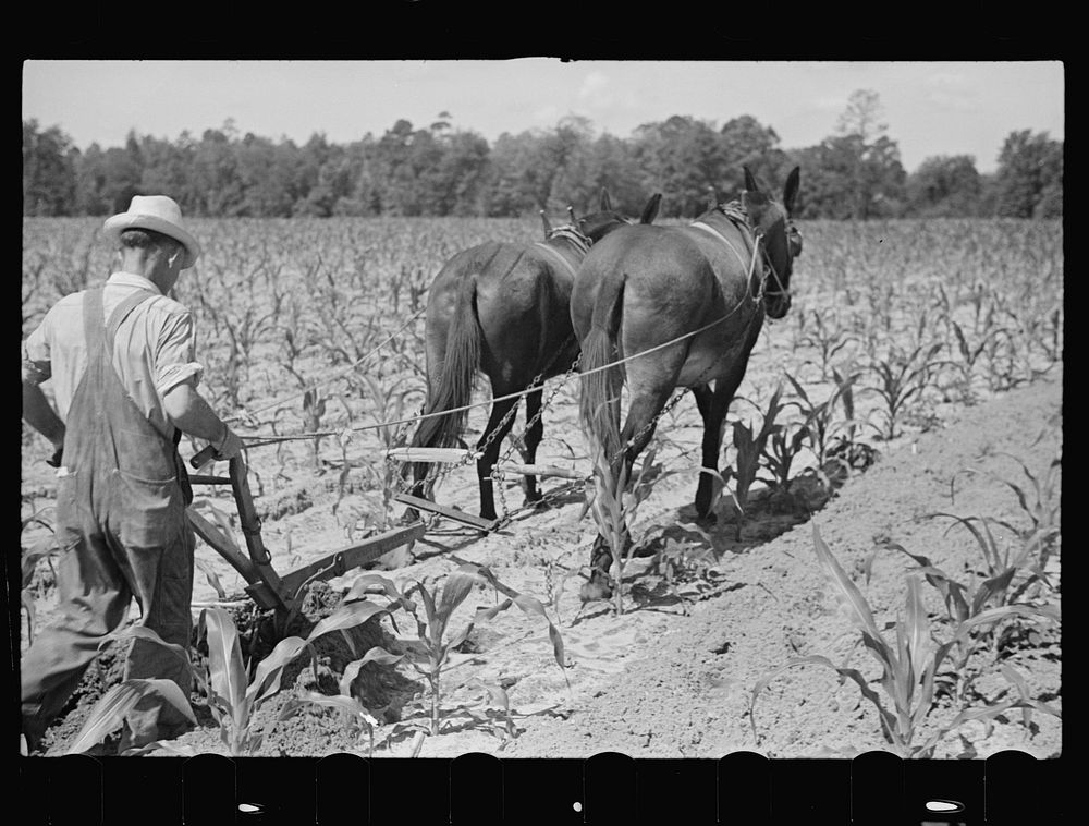 [Untitled photo, possibly related to: James MacDuffey's two-horse farm unit, Irwinville Farms, Georgia]. Sourced from the…