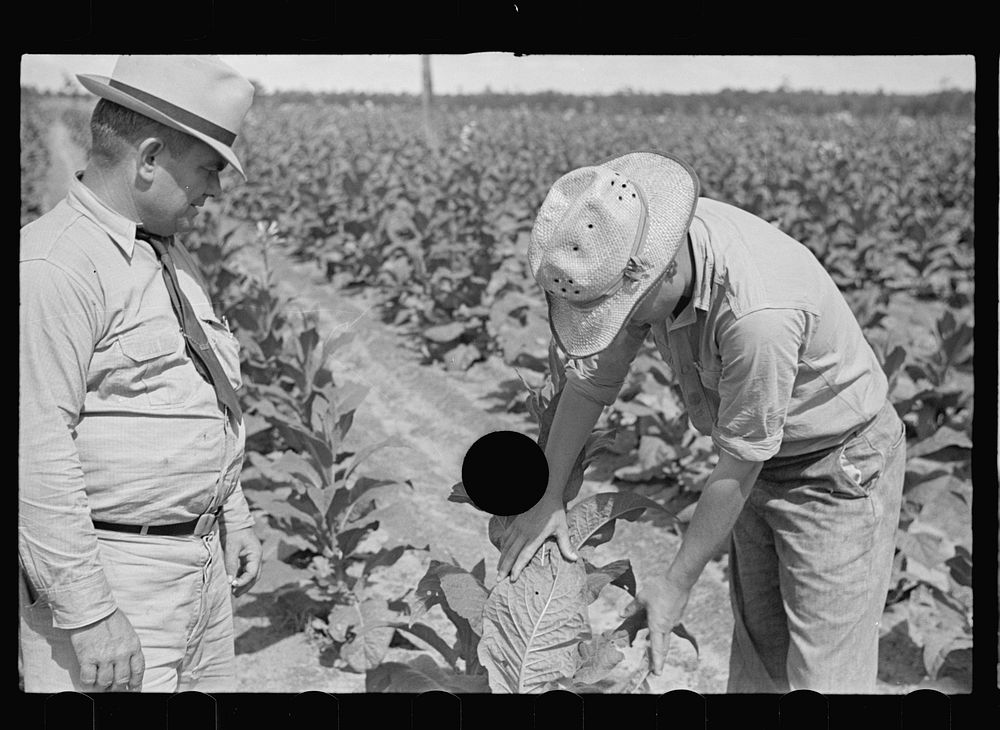 [Untitled photo, possibly related to: Farmer, Irwinville Farms, Georgia]. Sourced from the Library of Congress.