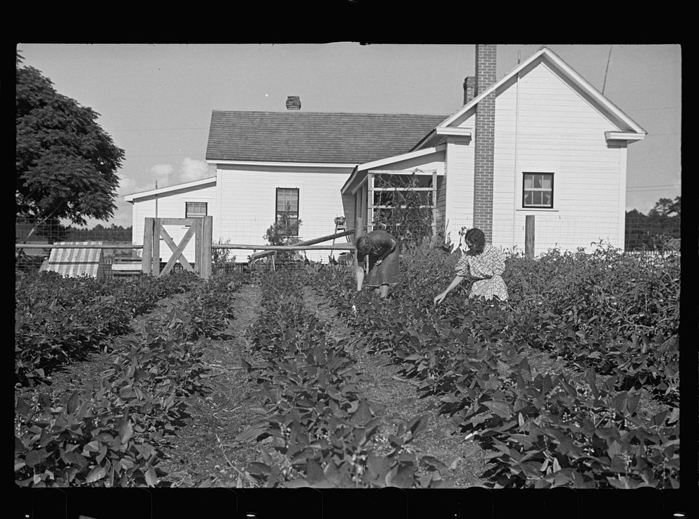 [Untitled photo, possibly related to: Mrs. Cole in her garden, Irwinville Farms, Georgia]. Sourced from the Library of…