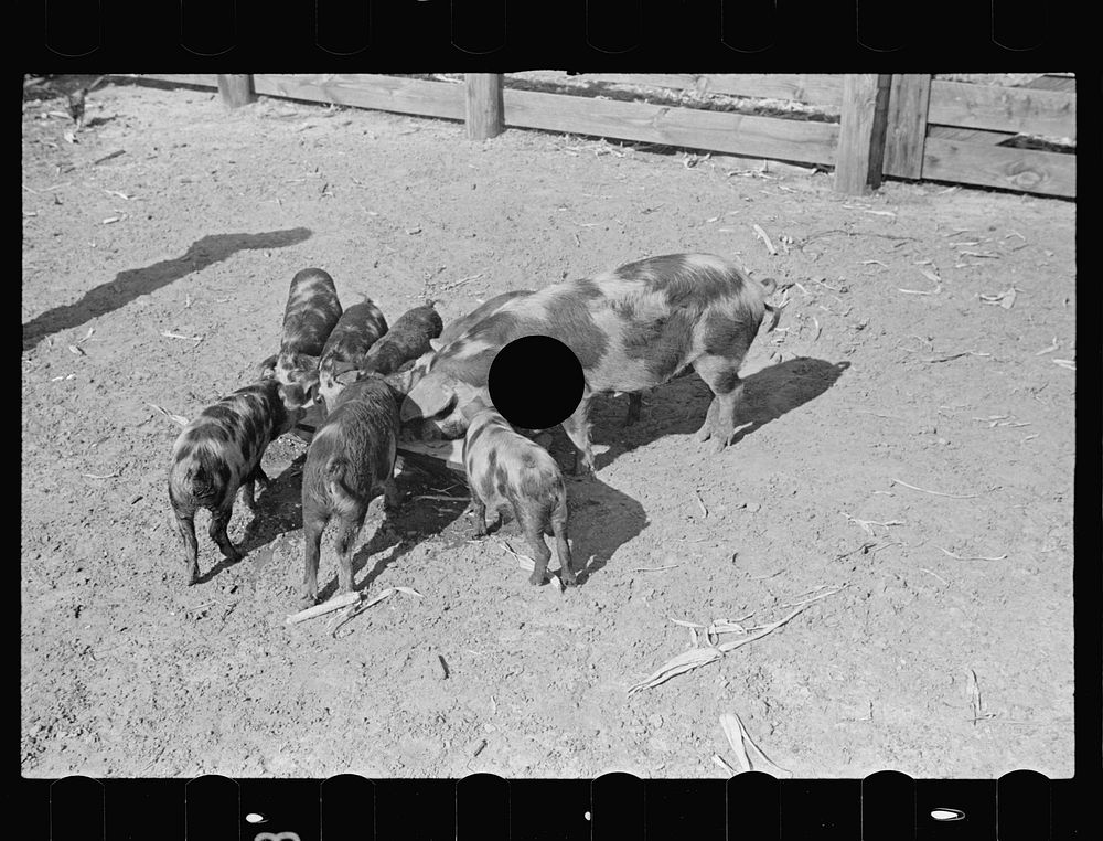 [Untitled photo, possibly related to: Feeding pigs. Irwinville Farms, Ga.]. Sourced from the Library of Congress.