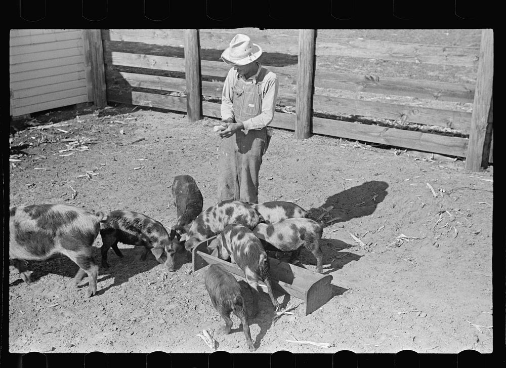 Feeding pigs. Irwinville Farms, Georgia. Sourced from the Library of Congress.