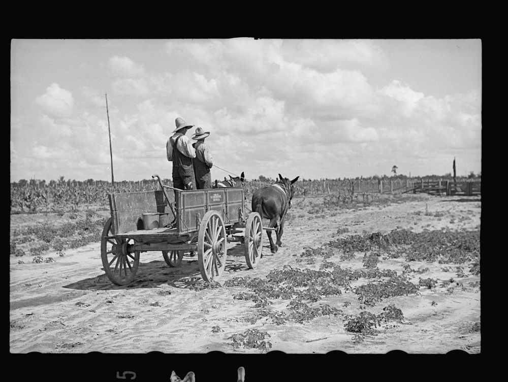 Mr. Foster's mule team and wagon, Irwinville Farms, Georgia. Sourced from the Library of Congress.