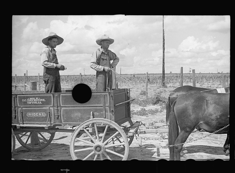 [Untitled photo, possibly related to: Mr. Foster's mule team and wagon, Irwinville Farms, Georgia]. Sourced from the Library…