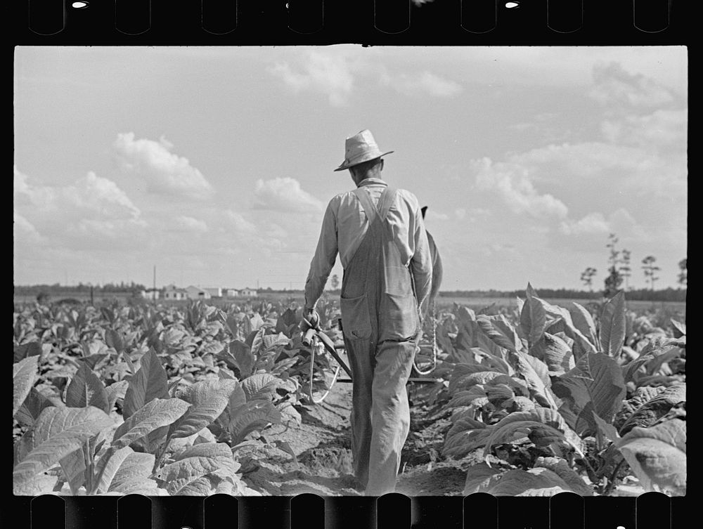Cultivating tobacco on one of the Irwinville Farms, Georgia. Sourced from the Library of Congress.
