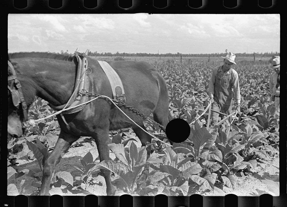 [Untitled photo, possibly related to: Cultivating tobacco on one of the Irwinville Farms, Georgia]. Sourced from the Library…