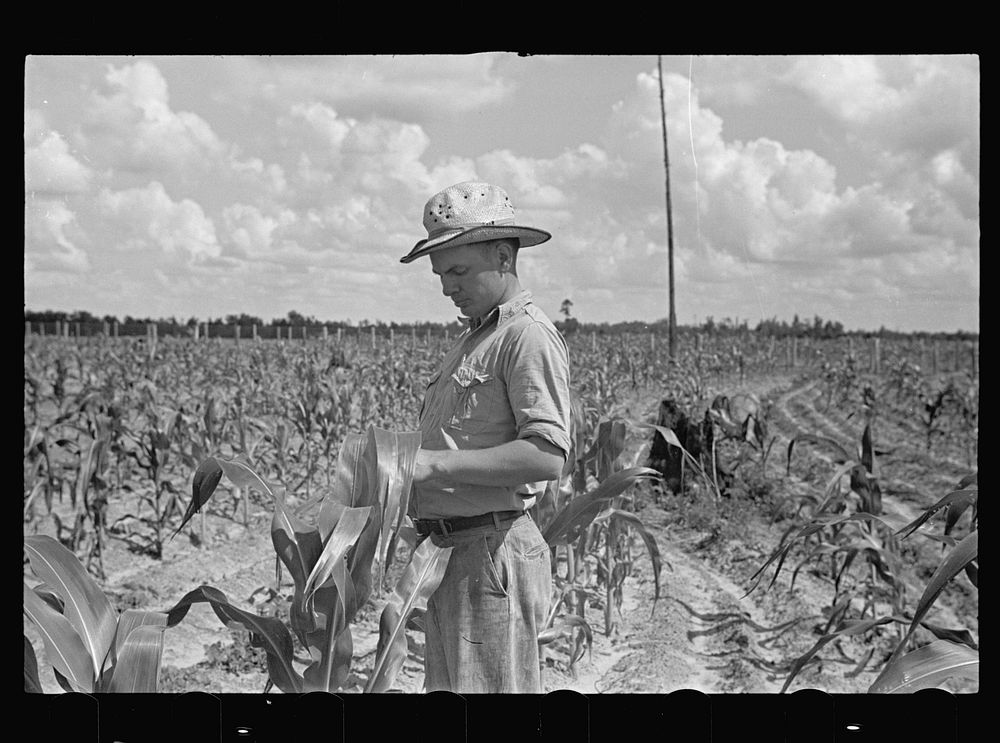 Chester Foster in his corn field. Irwinville Farms, Georgia. Sourced from the Library of Congress.