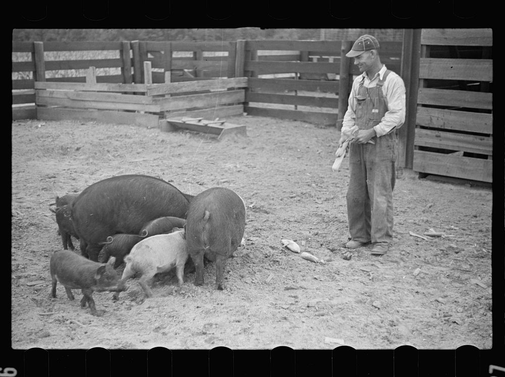 [Untitled photo, possibly related to: Feeding pigs. Irwinville Farms, Ga.]. Sourced from the Library of Congress.