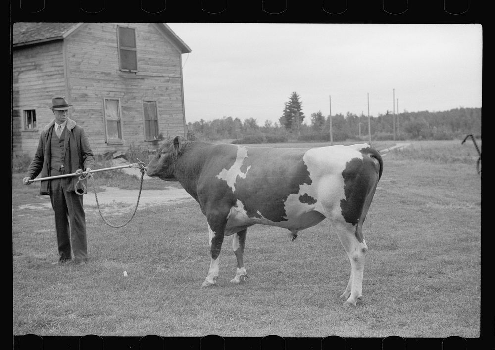 [Untitled photo, possibly related to: One of the bulls in FSA (Farm Security Administration)-financed bull cooperative. This…