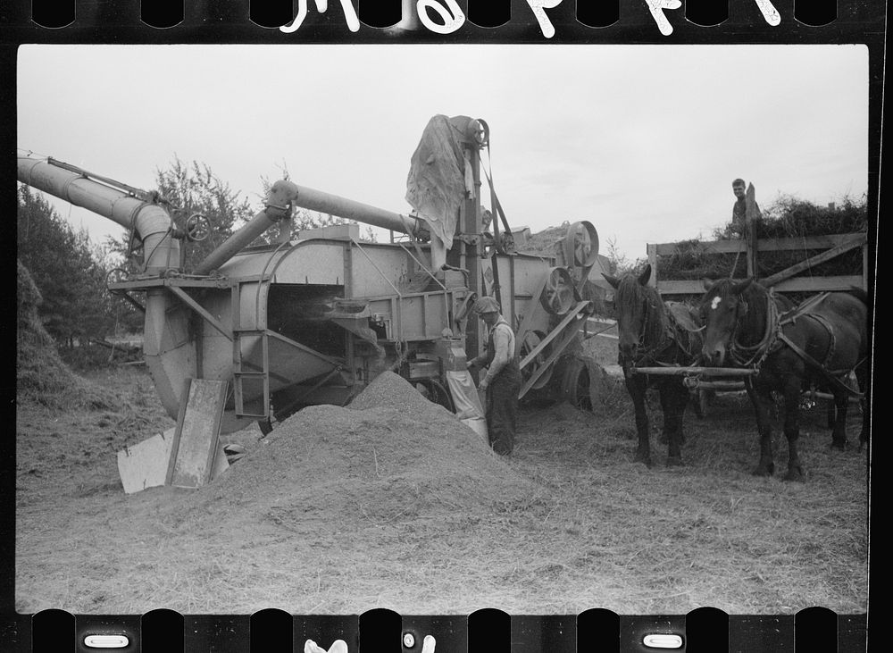 [Untitled photo, possibly related to: Threshing alfalfa seed to be marketed at farmers' coop seed exchange, Minnesota].…