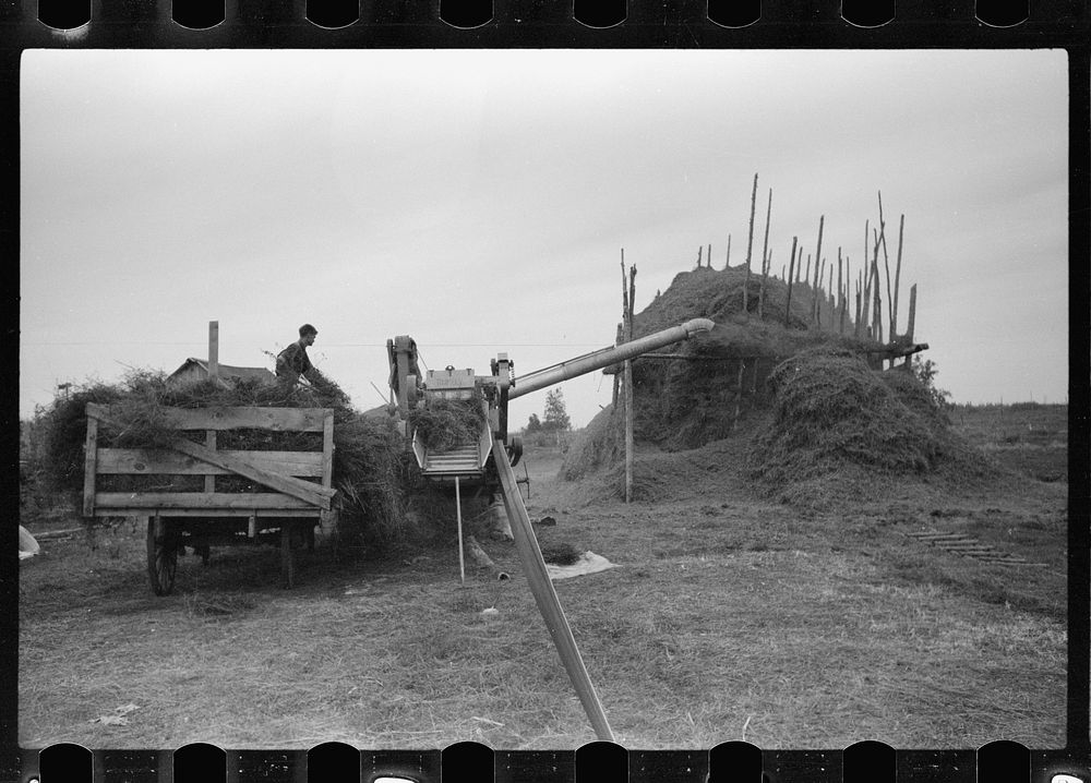 [Untitled photo, possibly related to: Threshing alfalfa seed to be marketed at farmers' coop seed exchange, Minnesota].…