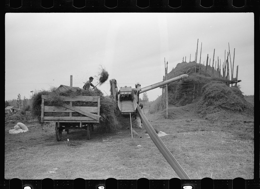 Threshing alfalfa seed to be marketed at farmers' coop seed exchange, Minnesota. Sourced from the Library of Congress.
