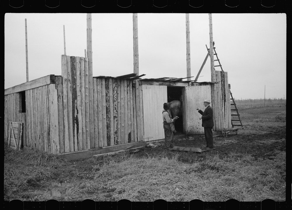 [Untitled photo, possibly related to: Farmer and son, rehabilitation clients, building barn which FSA (Farm Security…