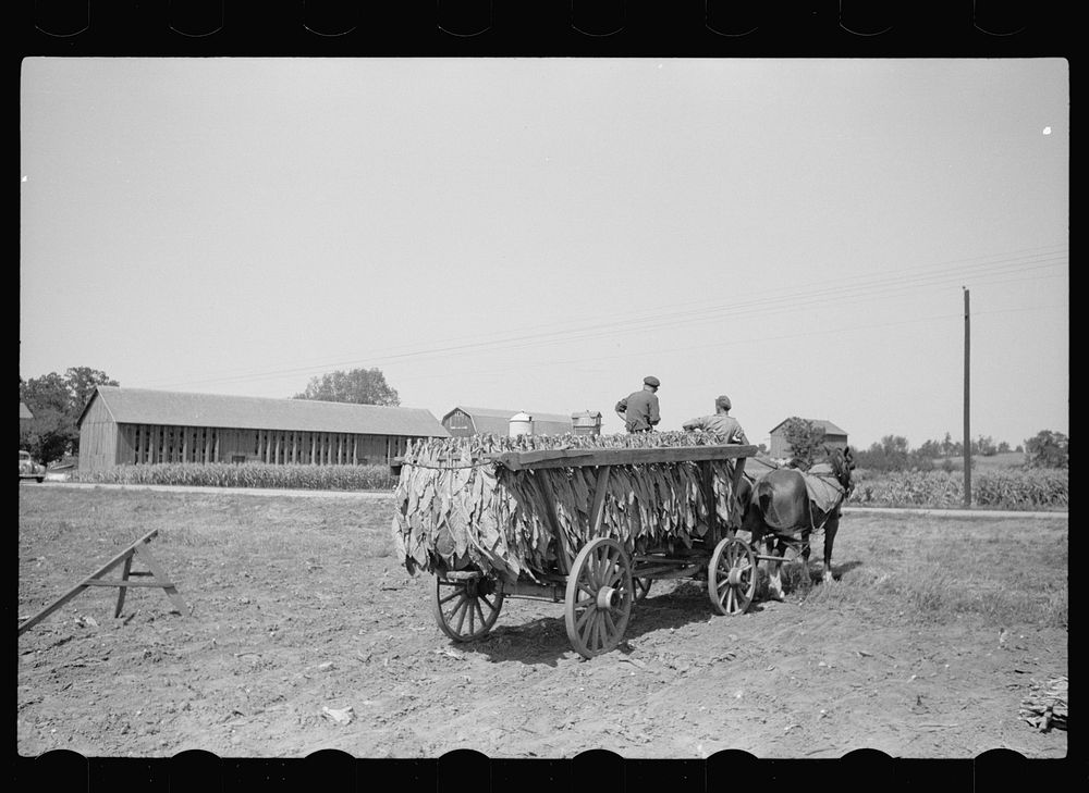 Bringing load of tobacco to cure in barn, Wisconsin. Sourced from the Library of Congress.