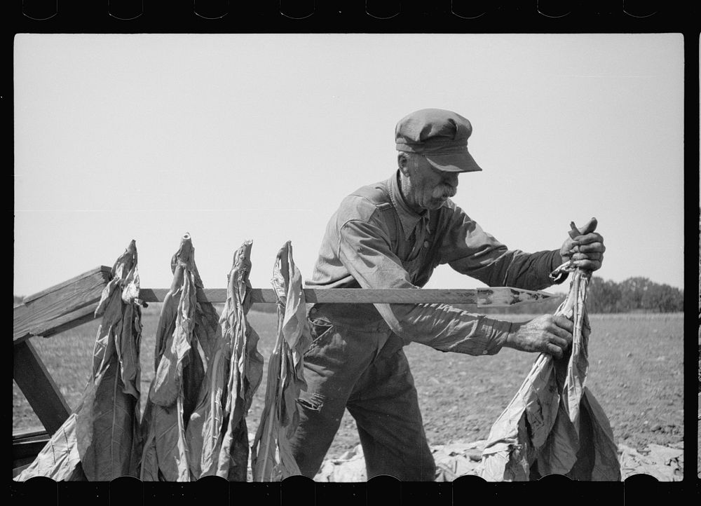 Spearing tobacco, Wisconsin. Sourced from the Library of Congress.
