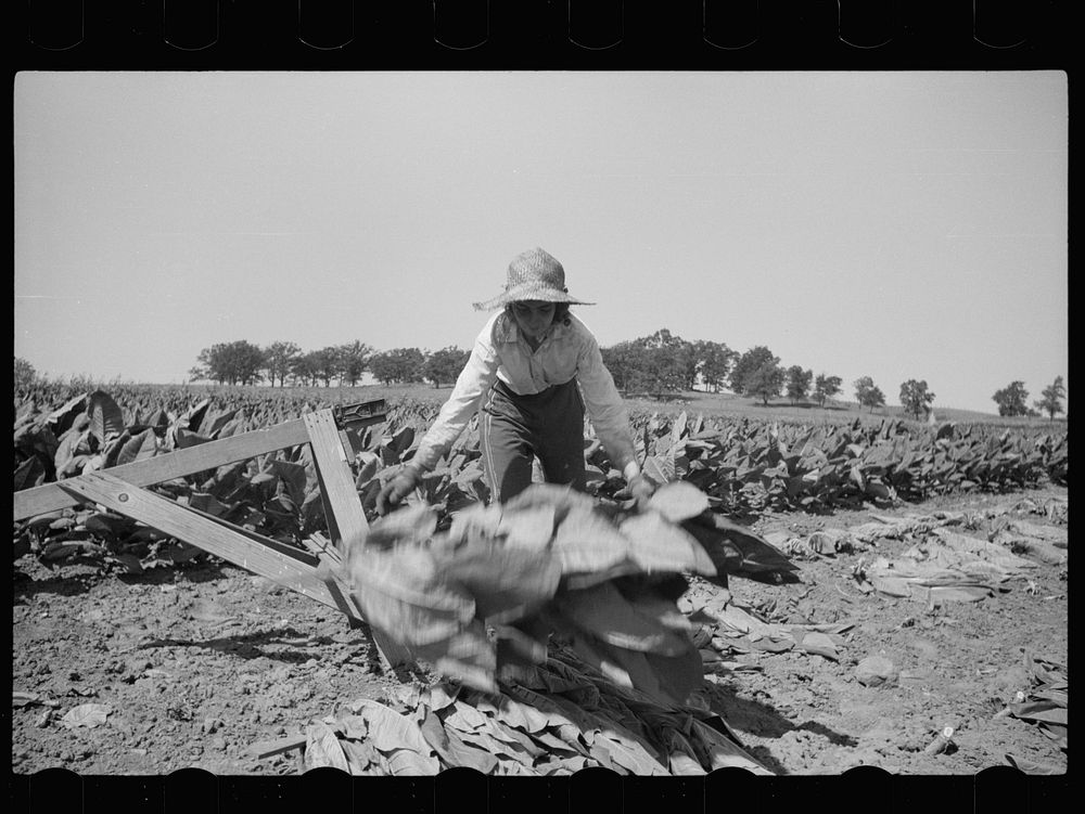 [Untitled photo, possibly related to: Spearing tobacco, Wisconsin]. Sourced from the Library of Congress.