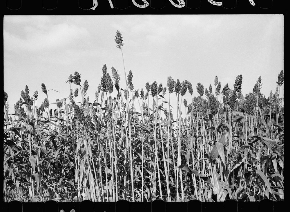 Sorghum cane, Vernon County, Wisconsin. Sourced from the Library of Congress.